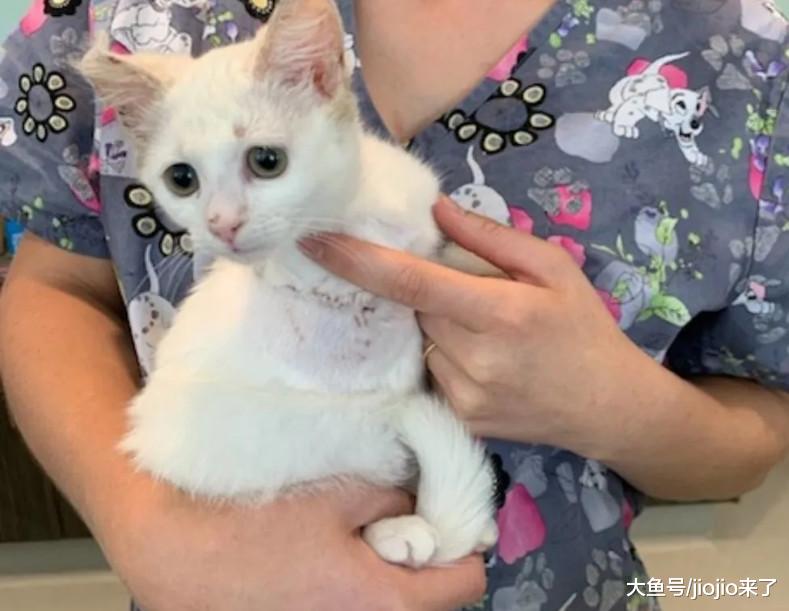 流浪猫右前腿严重受伤，被救后无奈截肢，没想到痊愈后美翻