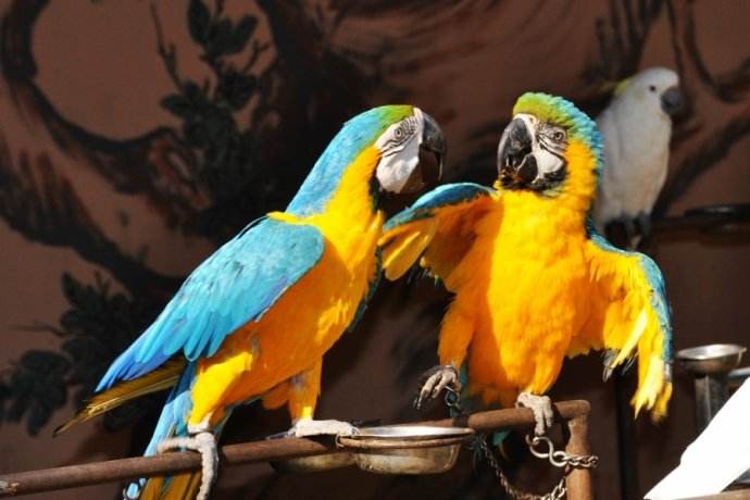 为什么绝大多数人都喜欢养金刚鹦鹉？优点这么多！看完你想养吗？