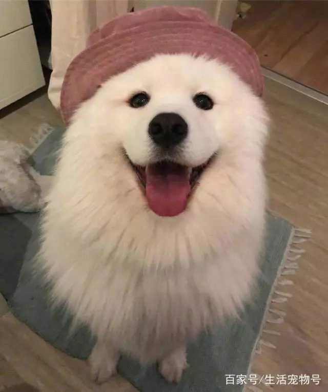 萨摩宝宝可以说是狗中颜霸了，据说每个想养狗的人都对它动过心！