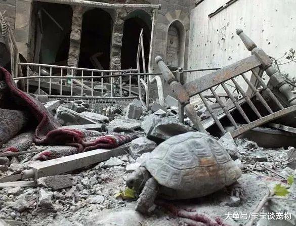 战争炼狱中，那些顽强活着的萌宠们