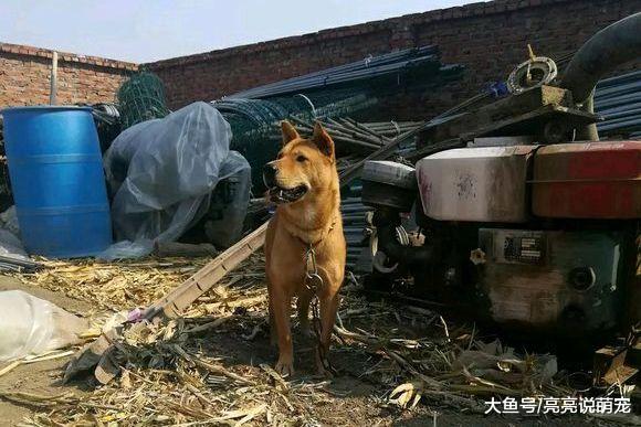 网友自己住这么大的院子晚上有些害怕，幸好院子里有大黄狗