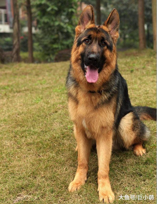 不同狗狗患癌风险各不同？盘点六大癌症高发犬种