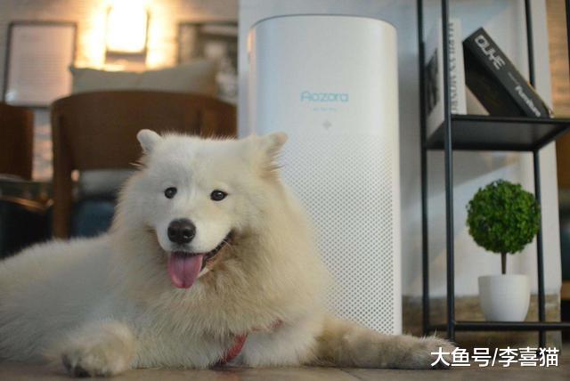 狗狗打呼背后其实有三大隐患，别再傻傻觉得是爱犬睡的香！