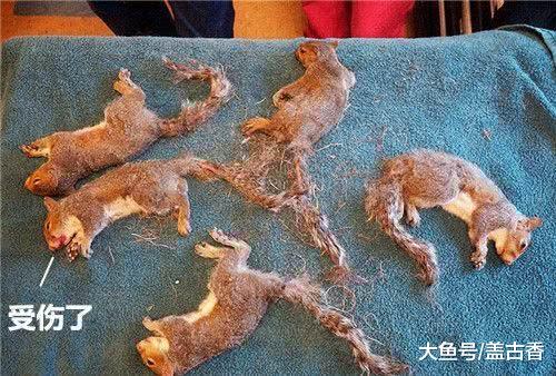 一群松鼠缠绕在一起，以为是贪玩导致，结果医生的话让人痛心！