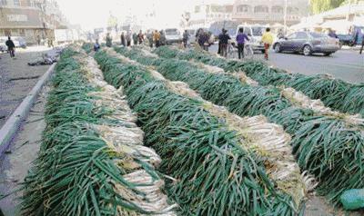 在东北，没有一颗大白菜能活着过冬！