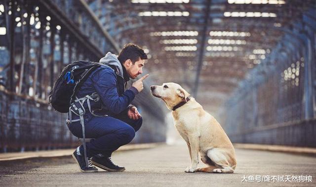 拉布拉多犬有這5個行為，說明你是它的一切，總算是沒白養！