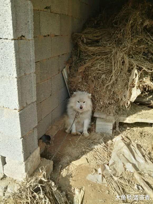 美女把萨摩耶送去农村老家，一个月后再次见狗狗，美女：这狗是谁家的？