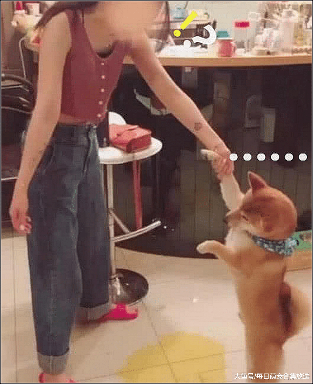 女友来家里做客，柴犬上前牵手示好，下一秒男子瞬间脸红