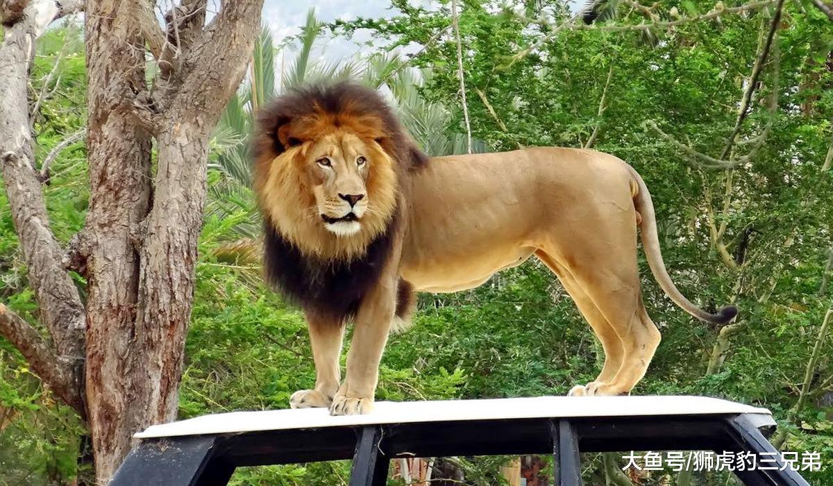 老虎有哪些先天优势，是狮子不具备的？狮虎斗哪边胜算较大？