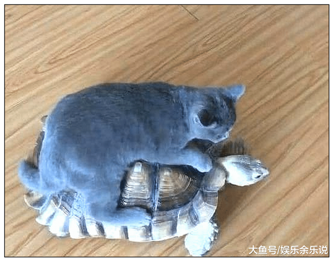 女子觉得蓝猫太孤单，买了只乌龟给它作伴，一个月后乌龟抑郁了