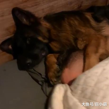 德牧喜欢抱主人睡觉，但整只压在头上，主人确定还有呼吸？