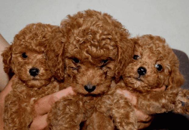 泰迪犬若有这5个特点，就一定不纯，你知道吗？