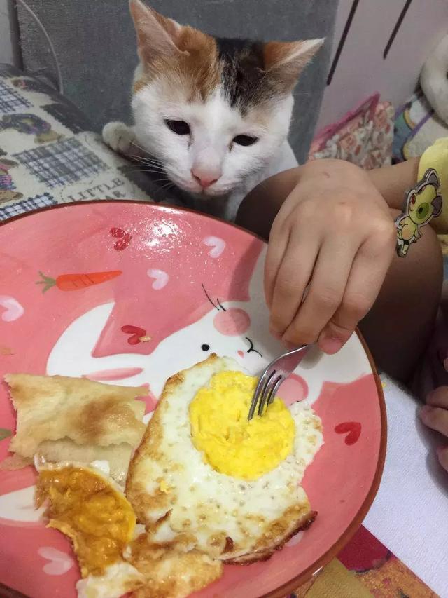 心眼只有吃的小猫咪，差点从小主人嘴里抢下一块肉了