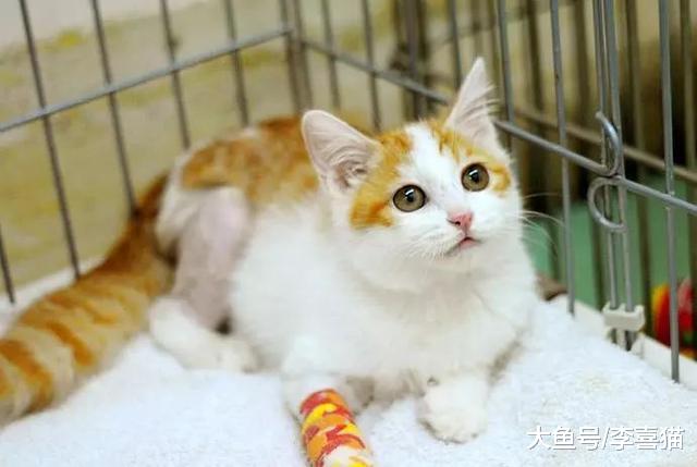 养猫需彻底远离蚊香，只因菊酯会伤害爱猫，巧用三点技巧也能驱蚊