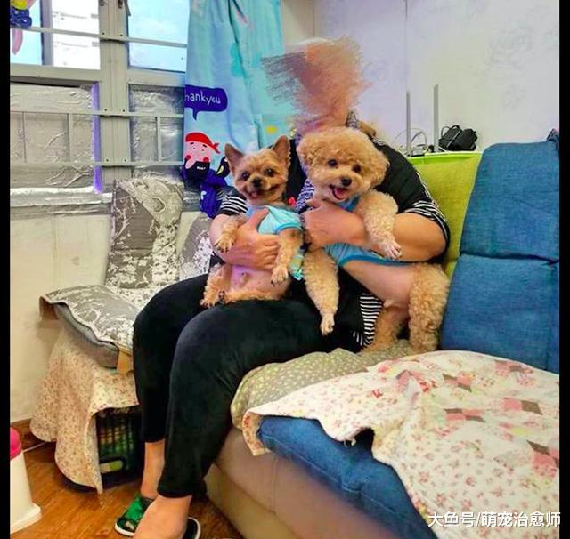 患病的老婆婆宁愿吃止痛药也不住院，只因放心不下家里的两只狗！