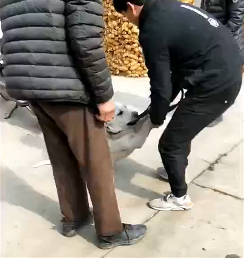 拉布拉多在乡下寄养半月，主人接时不愿意走，狗：舍不得大院子…