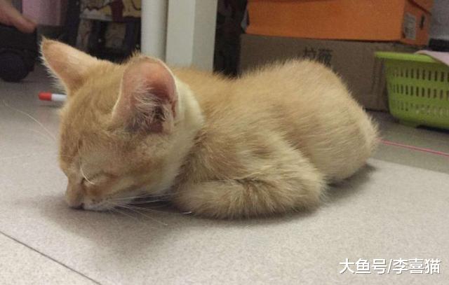 养猫需彻底远离蚊香，只因菊酯会伤害爱猫，巧用三点技巧也能驱蚊