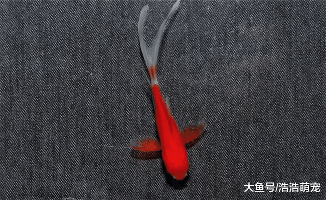 5種長得可愛，價格又低的寵物，它們之中有你喜歡的嗎？