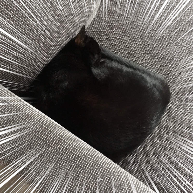 打破猫咪液体传言，这只猫咪方的像豆腐块一样，超规整