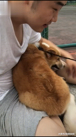 柯基：你居然摸了别的狗！主人：你听我解释，柯基：我不听我不听
