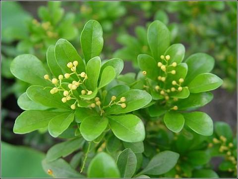 养护米兰花的技巧有哪些，知道这些方法来看看吧