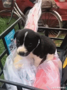 女孩捡到一只刚满月的小土狗，被邻居认出是边牧串，直呼我赚大了