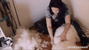 妹子养了一只大白狗，结果一年后悲剧了，养的是绵羊吧？