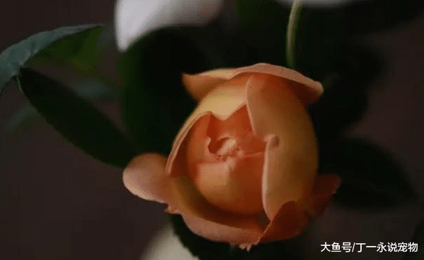 不能招惹的星座，喜欢上了你，成天粘着你