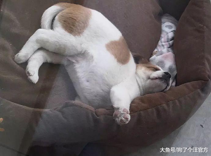 混夜市的狗果然不简单