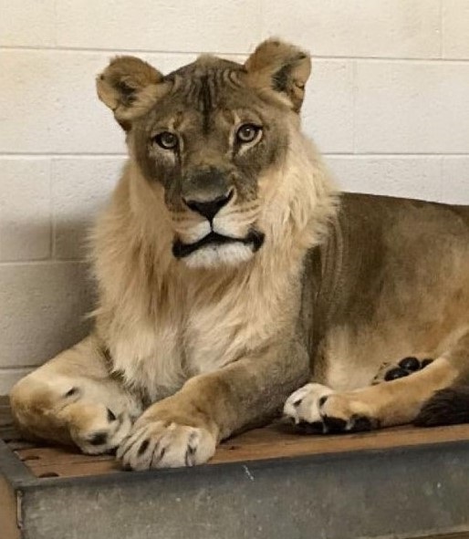 长鬃毛是雄狮的专利？极少数雌狮也能长出浓密的鬃毛