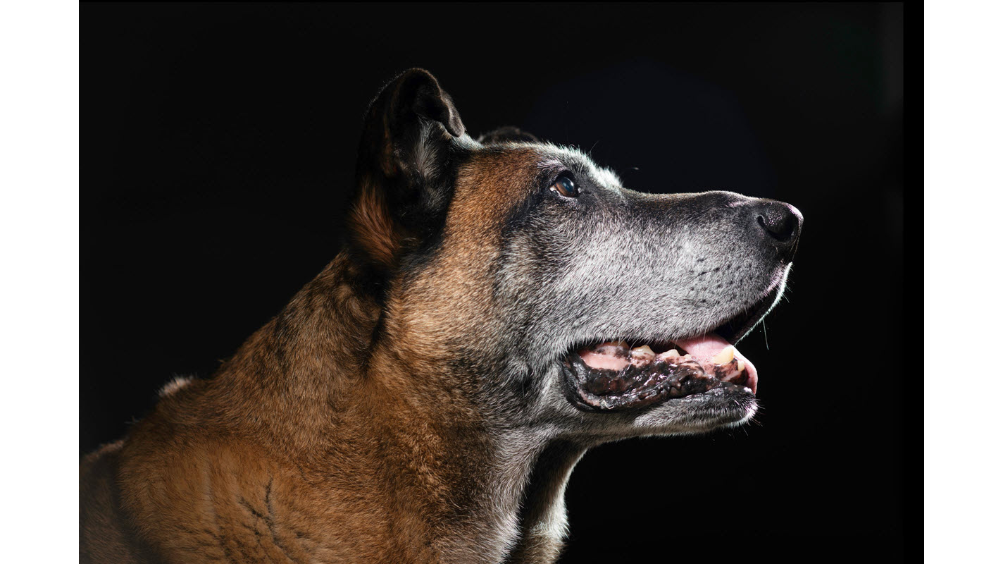 难以置信！美国一只英雄军犬退役后变成家中乖狗狗的艰辛历程纪实