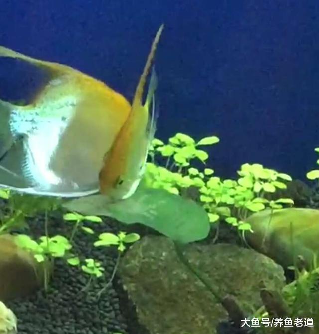 大部分热带鱼在这个温度下繁殖都没有问题!