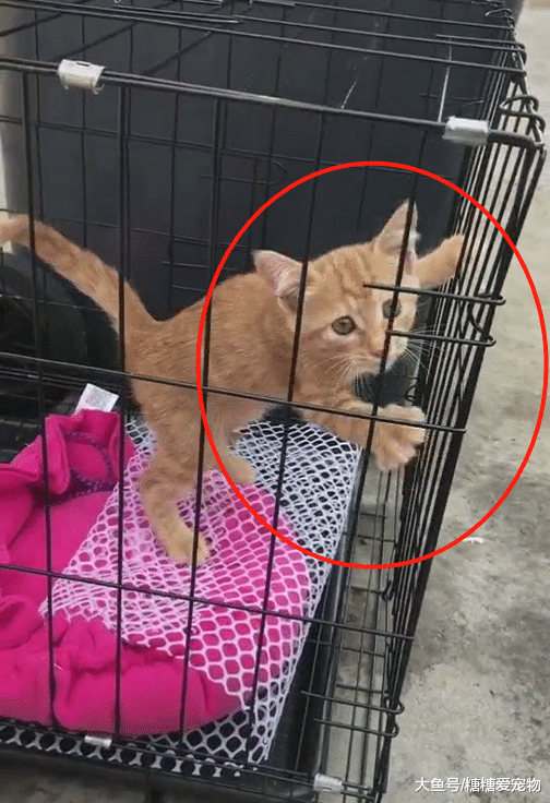 小橘猫被遗弃街头，声嘶力竭的吼叫，猫：主人，主人，你在哪里？