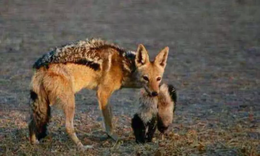 胡狼追到平头哥家门口捕猎，两只小蜜獾被堵洞中，一只惨死