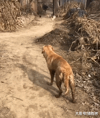 金毛回老家开启鸡飞狗跳模式, 狗: 要不抓只鸡都忘了老子是猎犬了