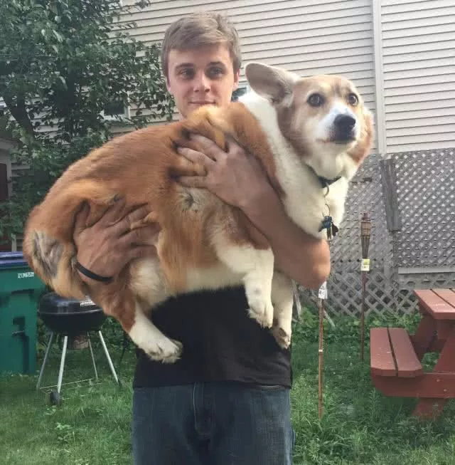 这只柯基比别人大整整一倍！主人：人家不胖，只是骨架有点大！