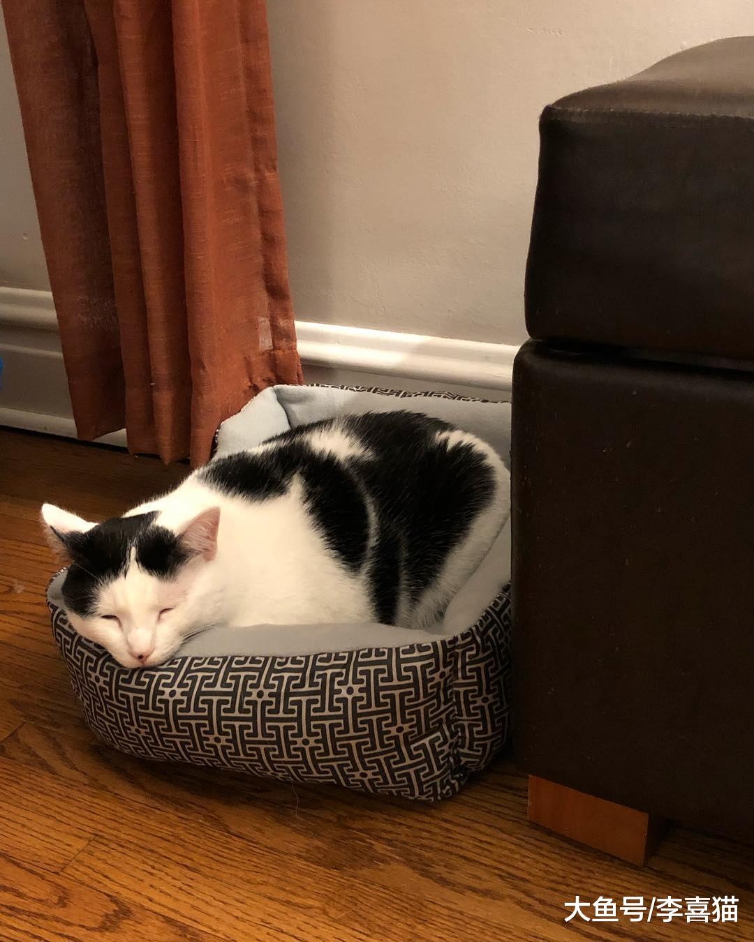 不要以为猫咪很傻很天真，演起戏来猫主子们个个都是影帝级别的！