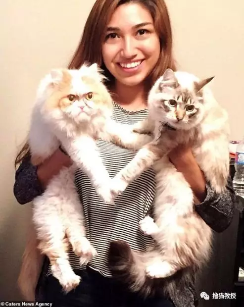 又一只长得像人的猫，丑得很魔性！