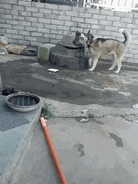 把哈士奇养在院子里, 意外的发现这狗会打水喝, 这二哈不纯啊