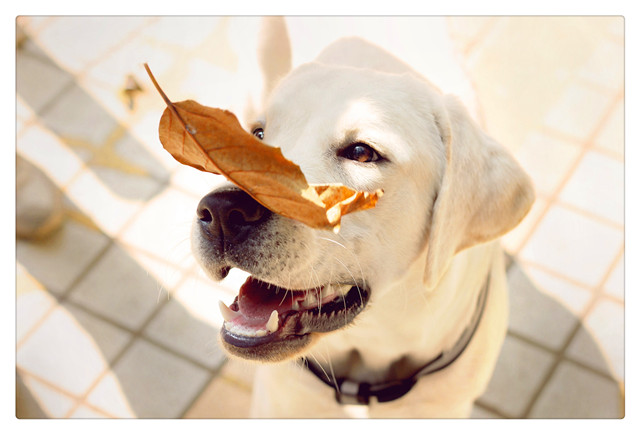 给爱宠洗澡很麻烦？那是因为你没做好这几个步骤，简单轻松不费事