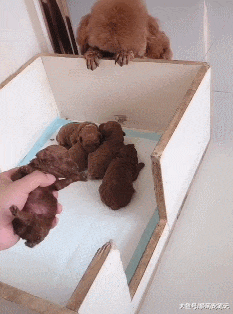 狗爸趁狗妈上厕所想看孩子，小心翼翼的举动生怕踩到奶狗，好有爱