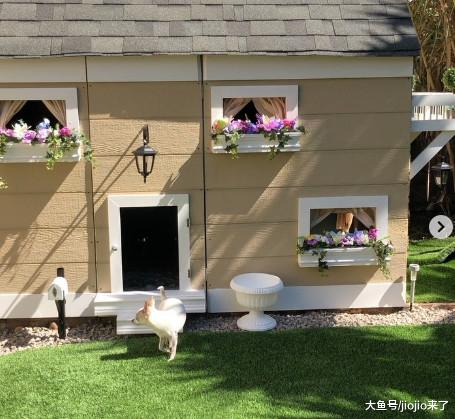 人不如狗系列！女主人在自家后院专为狗狗们建造了一座豪宅……
