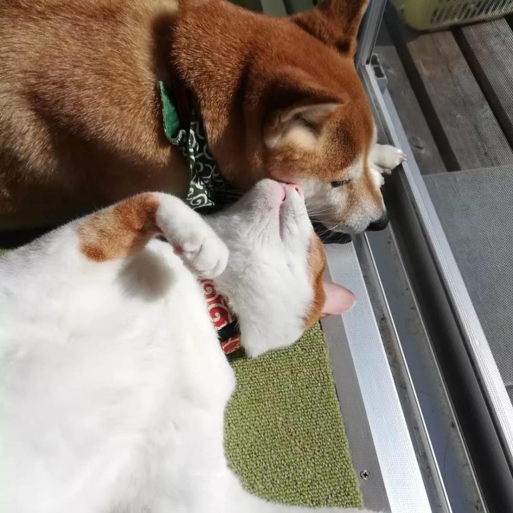 猫狗双全！家有柴犬和橘猫的这位铲屎官真是让人羡慕