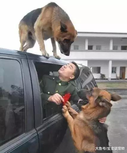 我们当它是伙伴，它却当我们是亲人，看到第6个我再也受不了了