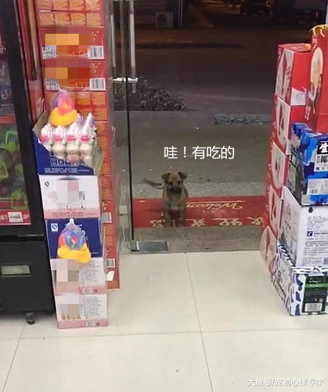 店长无意中投喂一次流浪狗，隔天却有了惊喜：保安巡逻大队已成立
