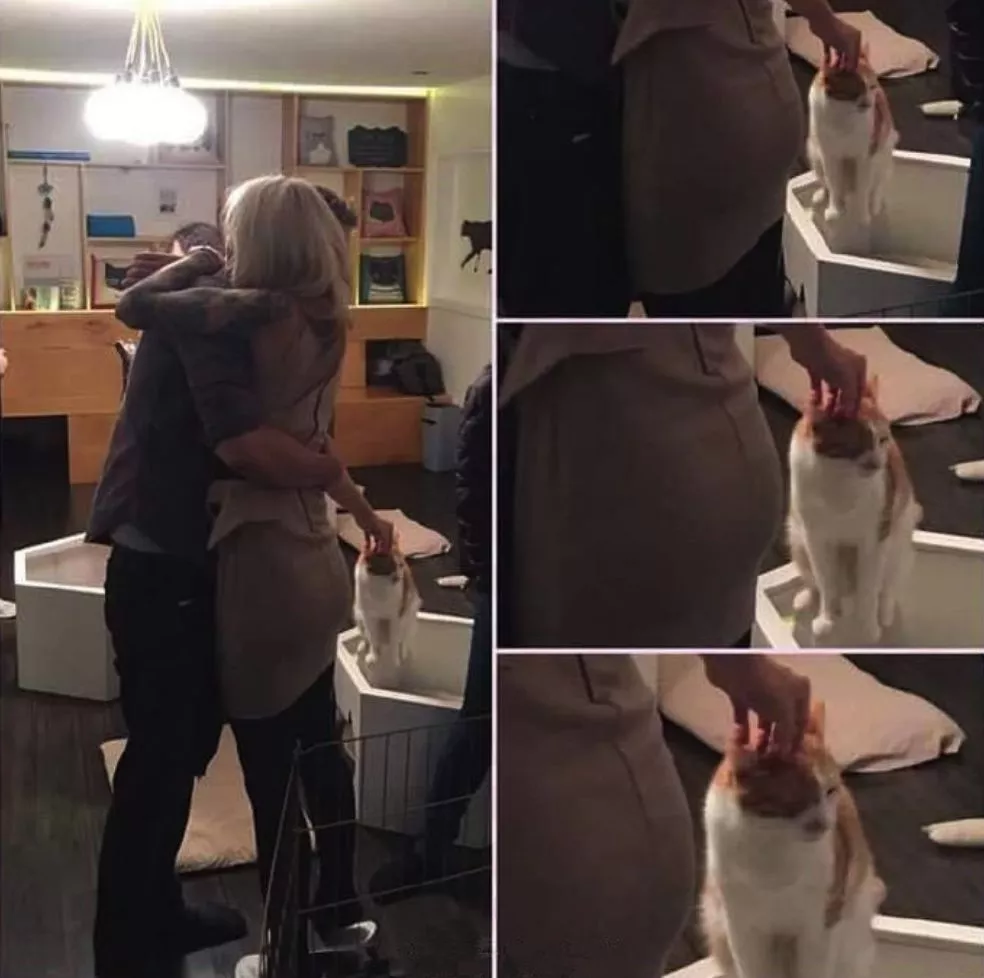 实名举报这只猫：年纪轻轻当小三，抢我对象！