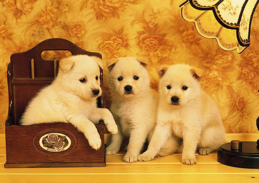 我的狗鼻子和眼睑上长了黑点, 是什么原因