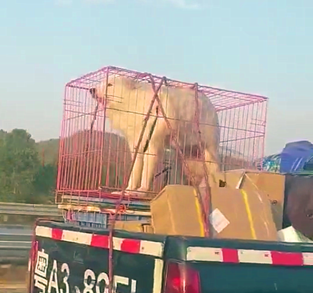 主人開皮卡車返鄉過年，薩摩站在皮卡車上吹風，狗：真爽……