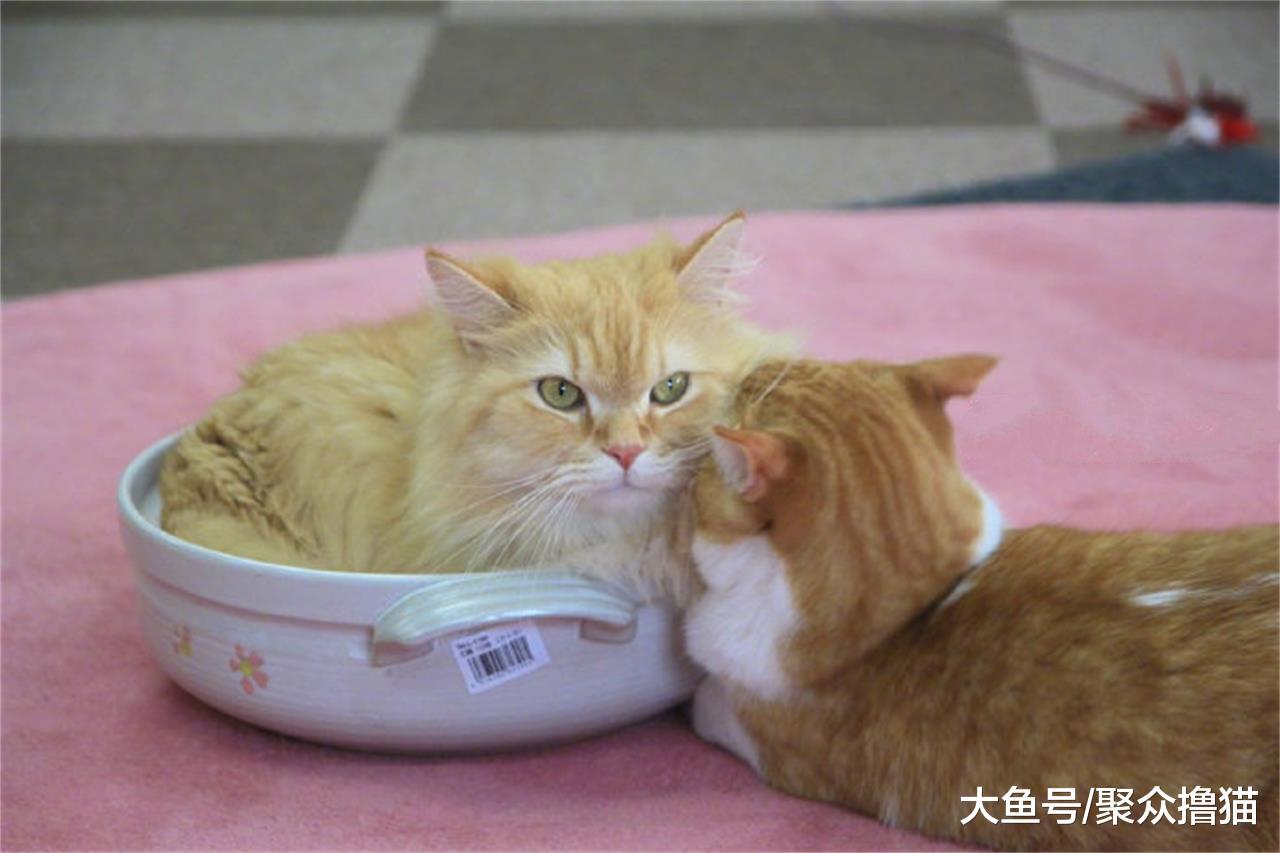小母猫生气了，橘猫用这样的方式哄它，男同志们要向橘猫学习了