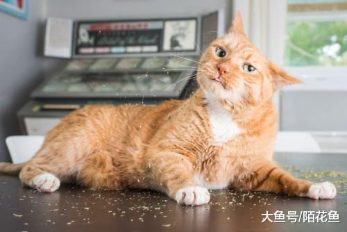 猫咪绝育后变成“肥宅”，主人拿它丝毫没有办法……